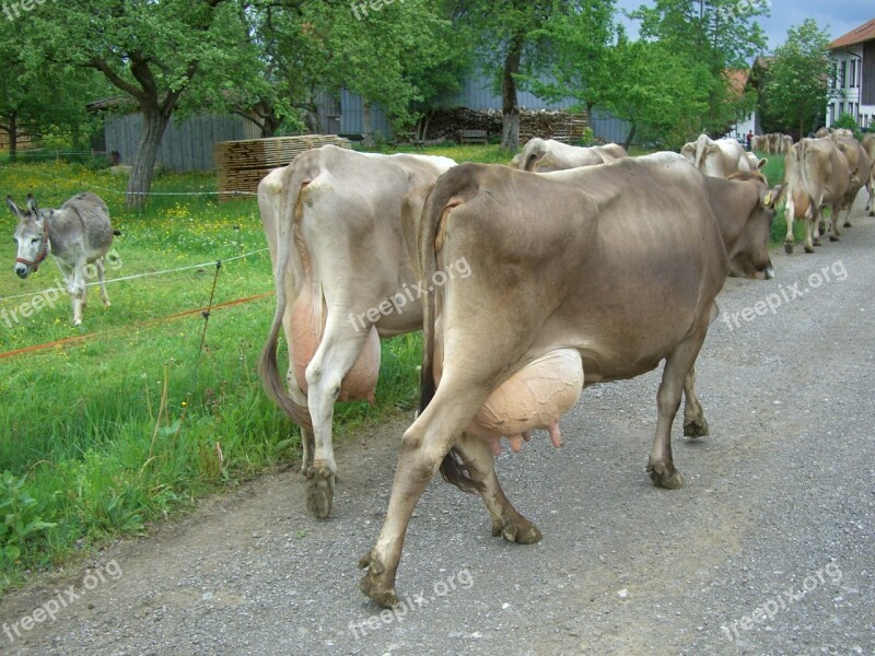 Cow Dairy Cows Udder Impact Fully Way Home