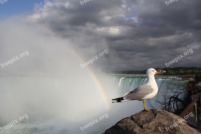 Waterfall Rainbow Seagull Niagara Free Photos