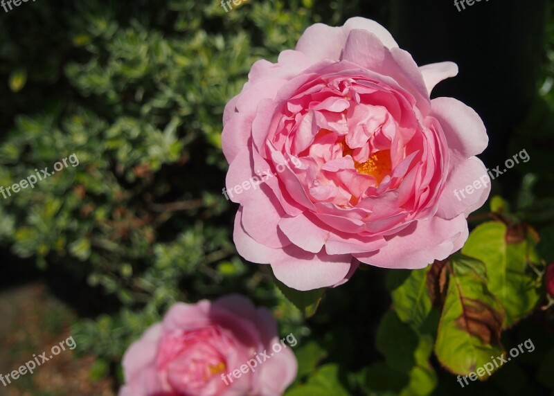 Rose Pink Plant Flower Roses