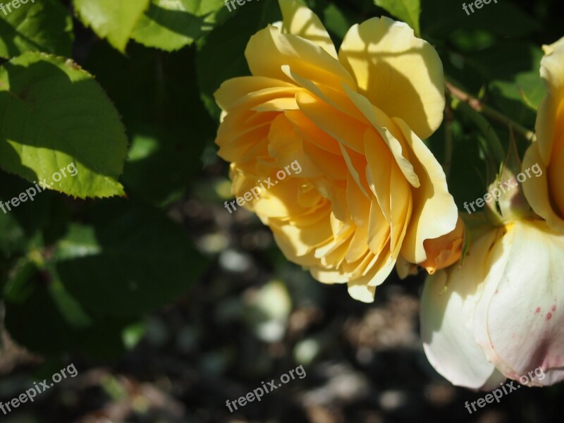 Seattle Flower Rose Yellow Free Photos