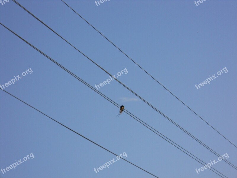 Silhouette Bird Wire Sky Blue Sky