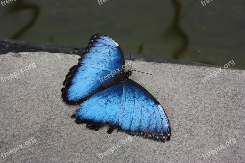 Butterfly Butterflies Flying Insect Blue Insect Bugs