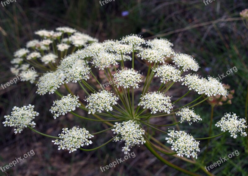 Flower White Green Nature Foreground