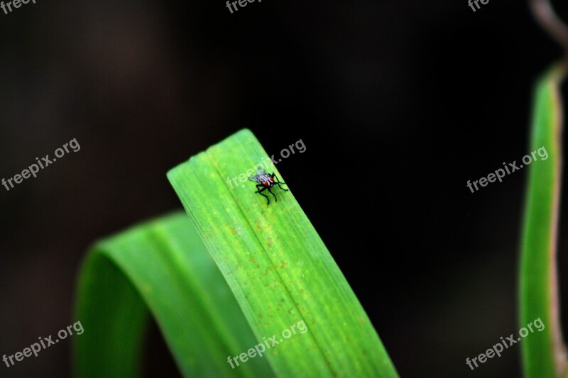 Fly Plant Close-up Red-eyed Free Photos