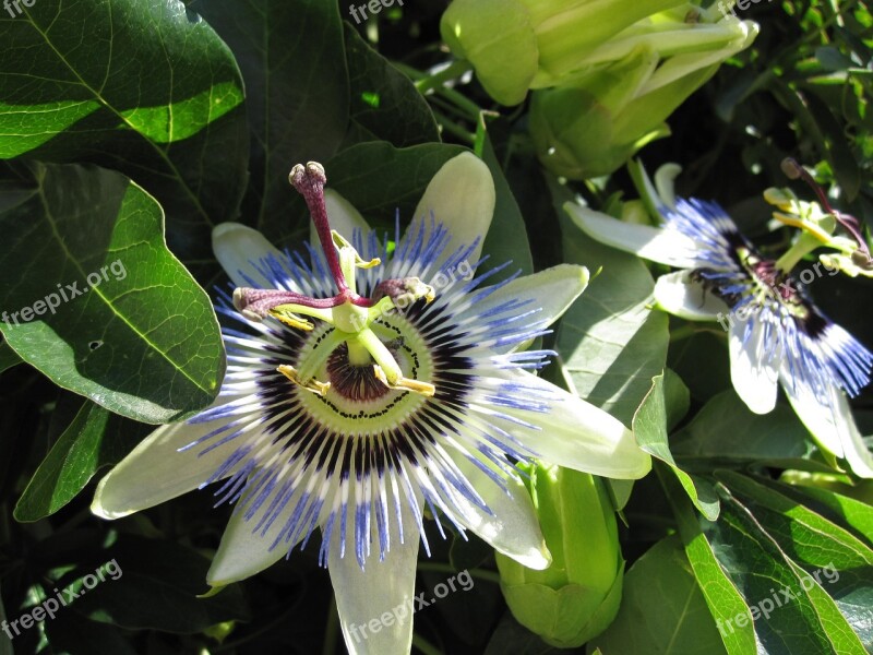 Passion Flower Croatia Blossom Bloom Free Photos