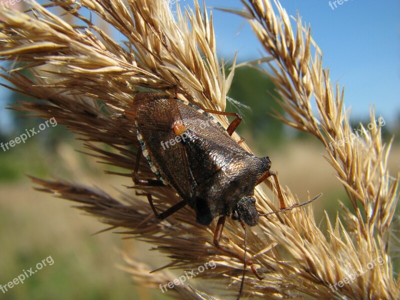 Berries Bug Dolycoris Baccarum Insect Nature Free Photos