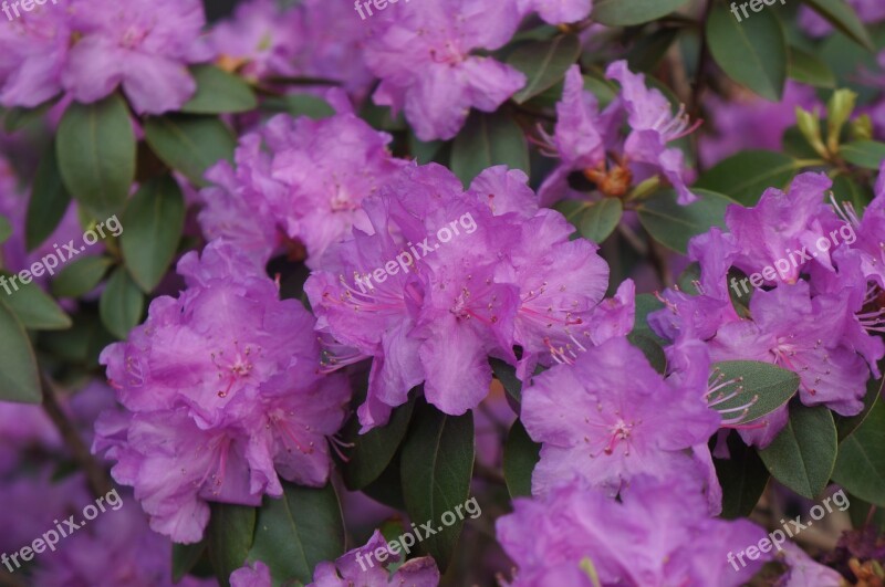 Purple Flower Purple Flower Bush Spring