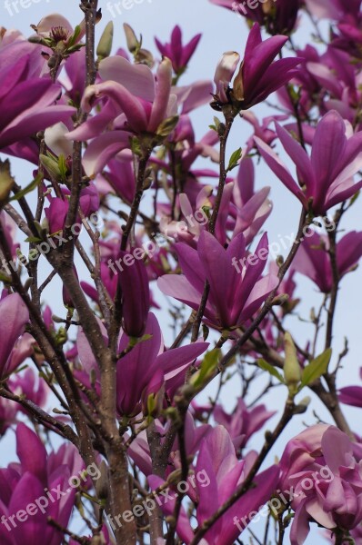 Purple Flower Bush Flower Buds Purple Flower