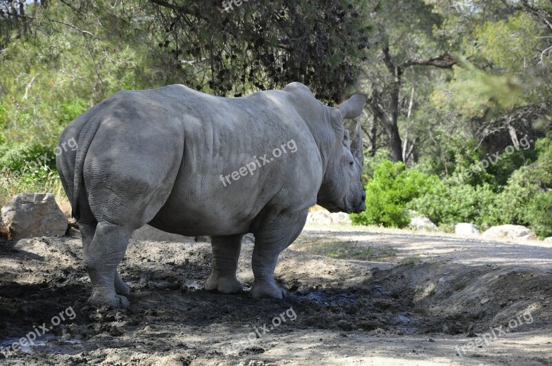 Rhino Black Rhino Big Game Mammal Zoo