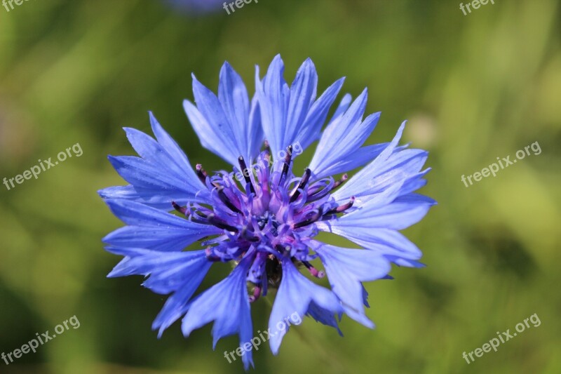 Cornflower Blue Flower Pointed Flower Blossom Bloom