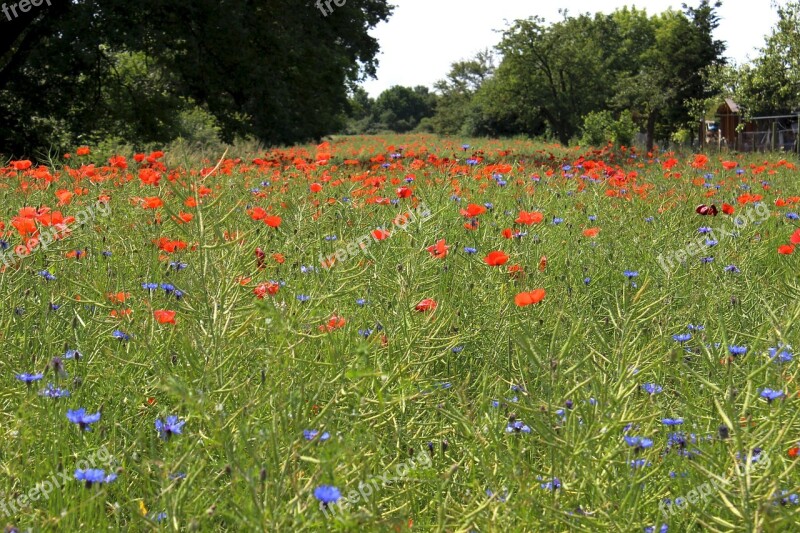 Flower Meadow Poppies Meadow Red Flowers Field