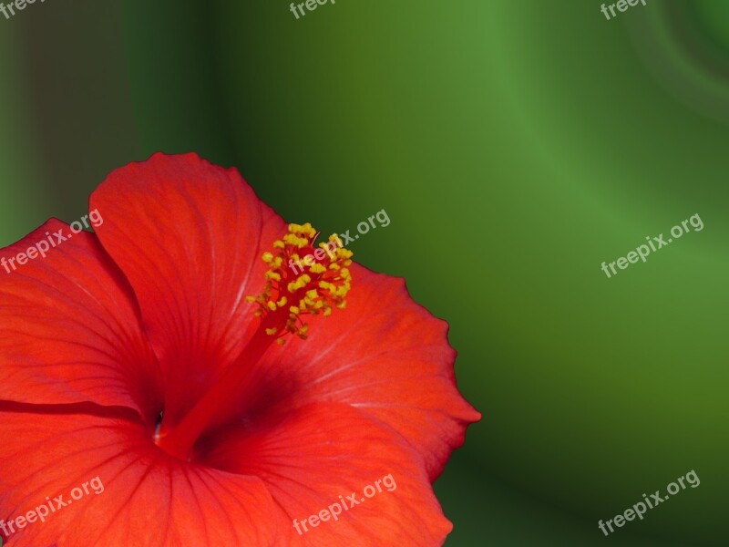 Marshmallow Hibiscus Blossom Bloom Flower