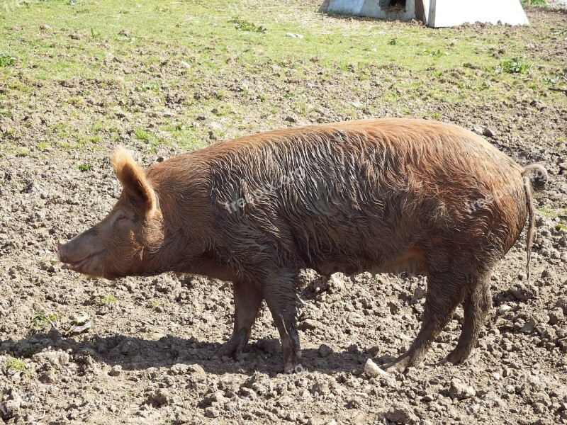 Pig Animals Cute Rural Farm