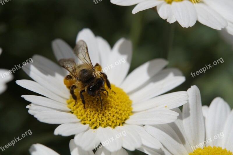 Bee Collect Pollen Pollen Nectar Close Up