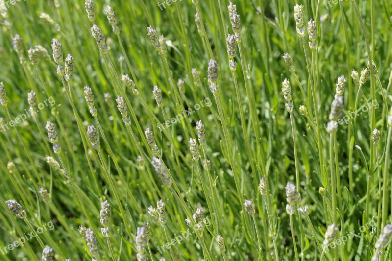 Lavender Background Green Structure Bud