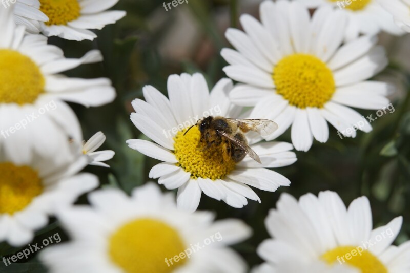 Bee Pollen Nectar Close Up Marguerite