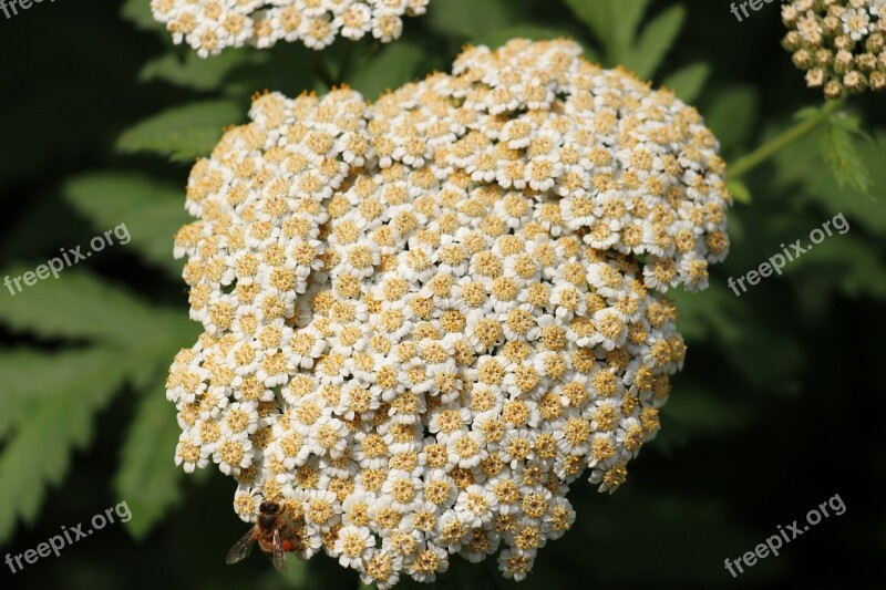 White Green Plant Flower Plants Head