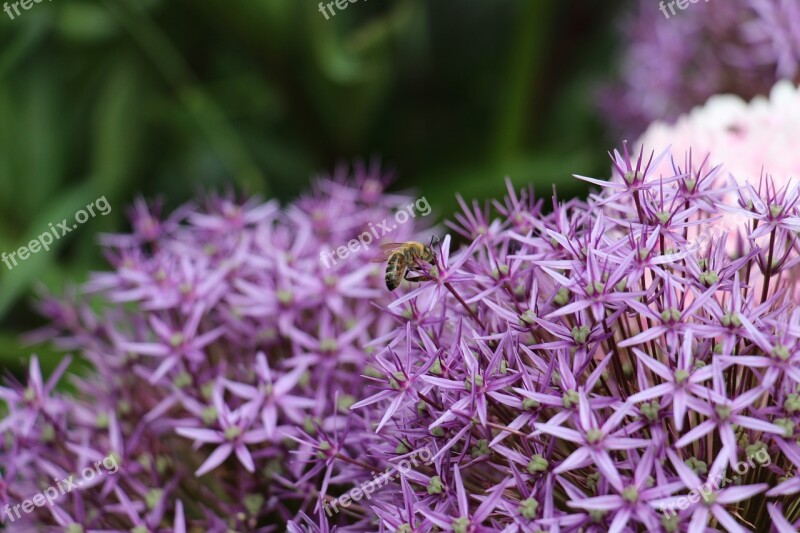 Purple Flowers Flower Purple Blossom Bloom