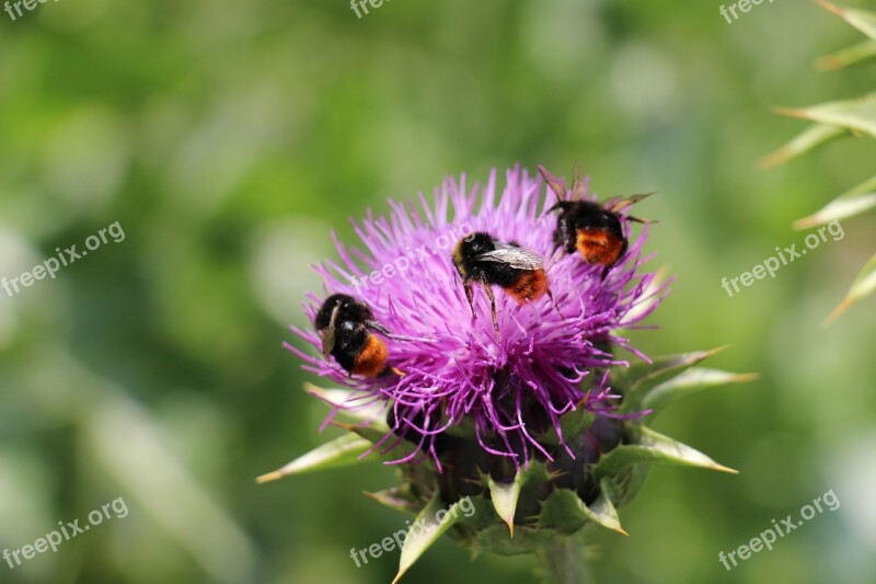 Flower Flowers Purple Violet Pink