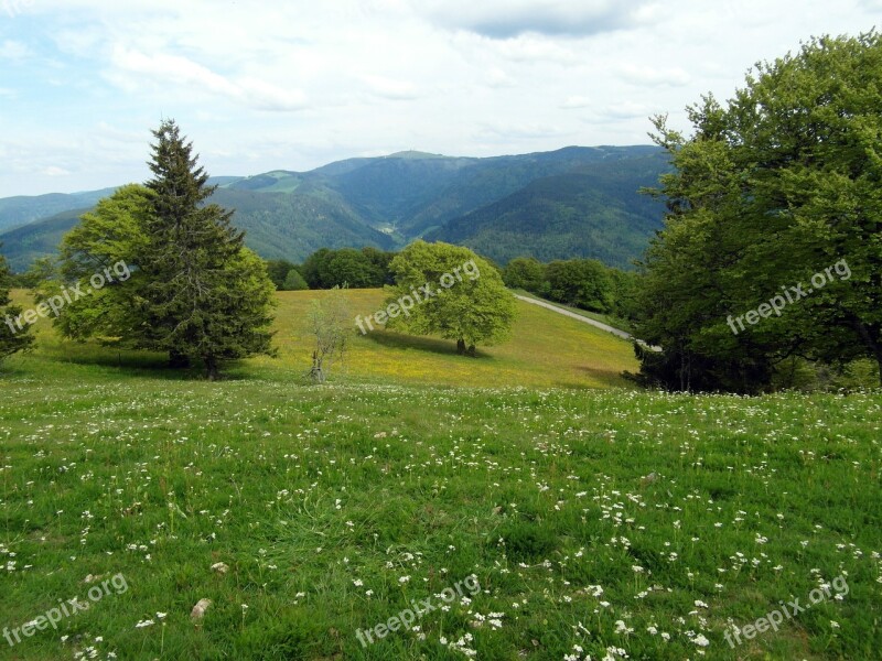 Flower Meadow Summer Summer Meadow Flowers Tree