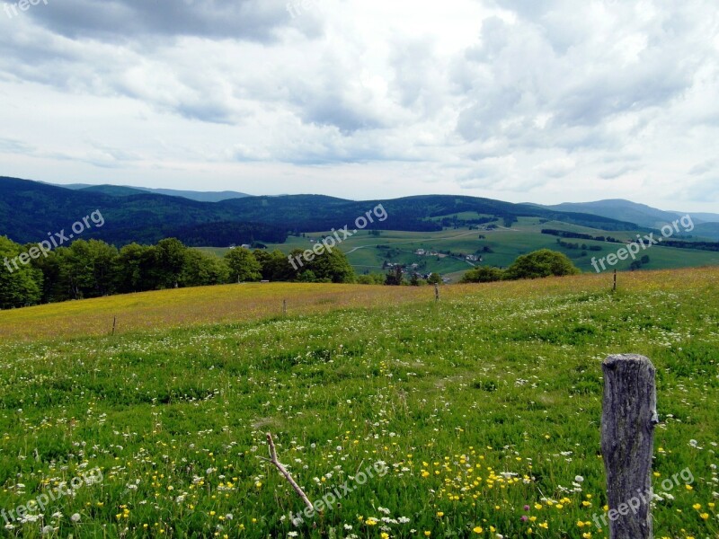 Flower Meadow Summer Summer Meadow Flowers Black Forest