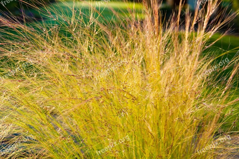 Grass Backlighting Halme Girl Hair Blades Of Grass