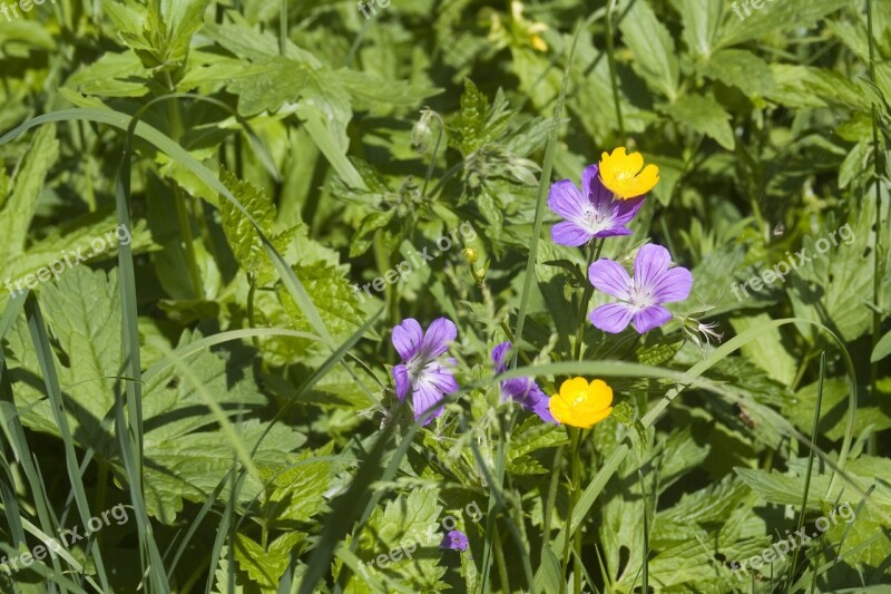 Flower Meadow Summer Summer Meadow Flowers Purple