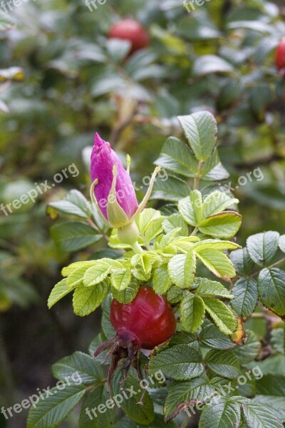 Rose Hip Red Summer Green Medicinal Plant