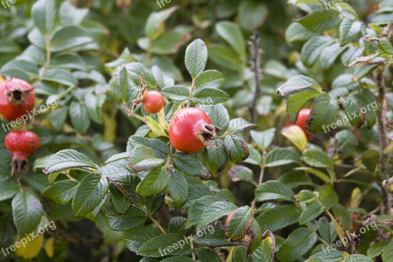 Rose Hip Red Summer Green Medicinal Plant