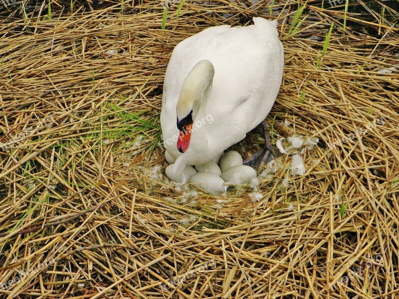 Swan Sweltering Swan Nest Swan Eggs Egg