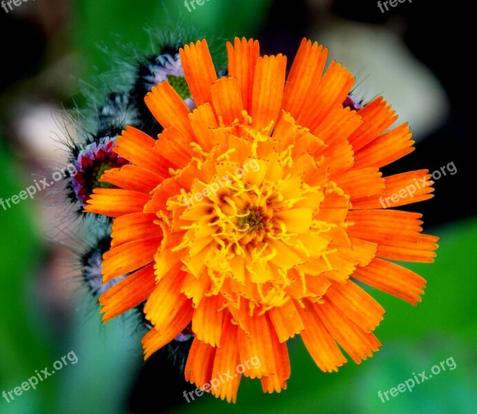 Hawkweed Composites Red Orange Hawkweed Blossom Bloom