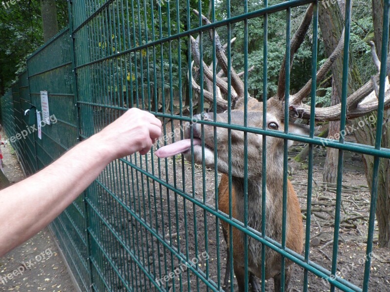 Tongue Hirsch Animal World Nature Wild