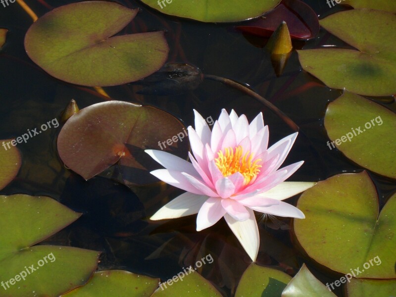 Water Lily Nature Nuphar Aquatic Plant Blossom