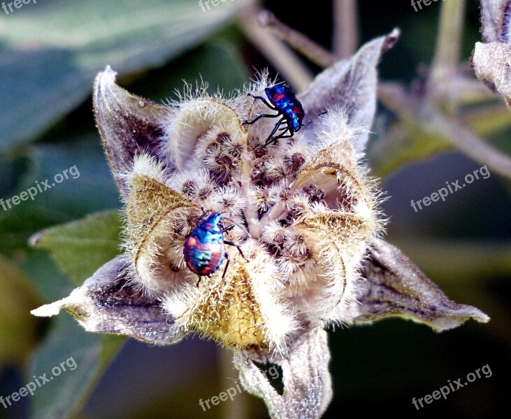 Hibiscus Harlequin Bugs Insects Close-up Free Photos