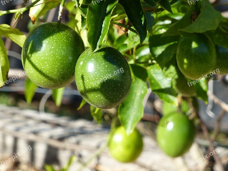 Passion Fruit Vine Green Free Photos