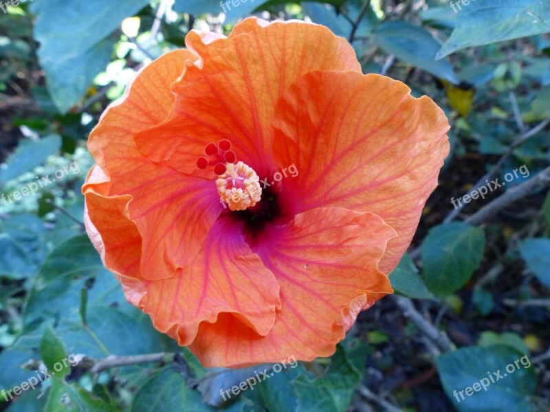 Flower Hibiscus Orange Free Photos