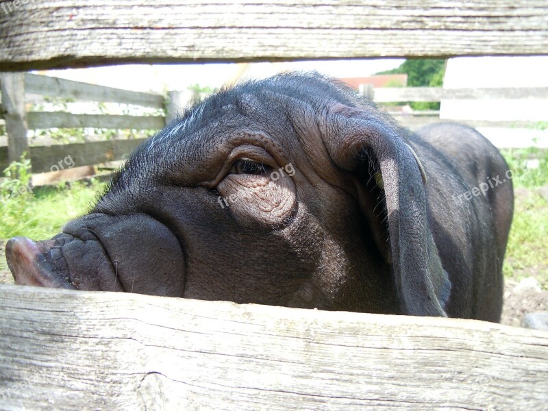 Chinese Pig Mask Close Up Livestock Pig Free Photos