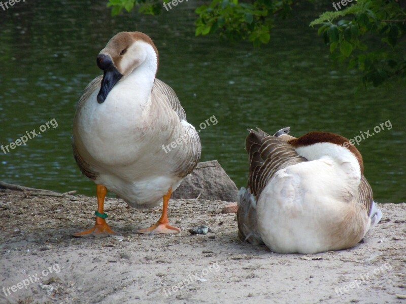 Poultry Ducks Waterfowl Free Photos