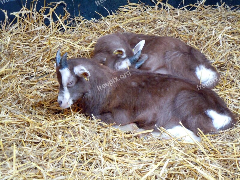 Goats Livestock Stall Free Photos