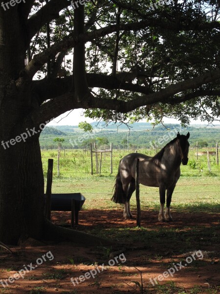 Horse Backlight Farm Countryside Country