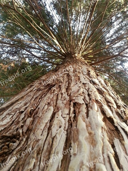 Tree Big Redwood Forest Trees