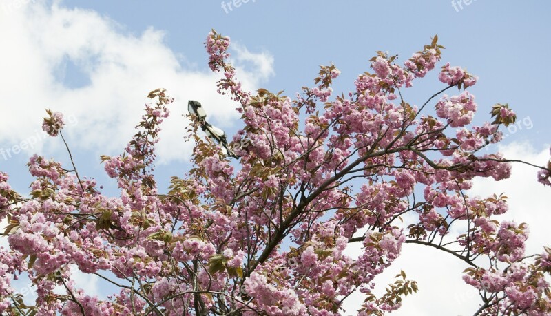 Spring Blossom Flower Birth Tenderness Nature