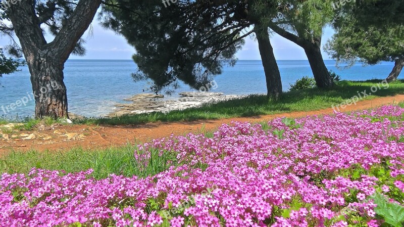 Sea Adriatic Sea Croatia Flower Free Photos