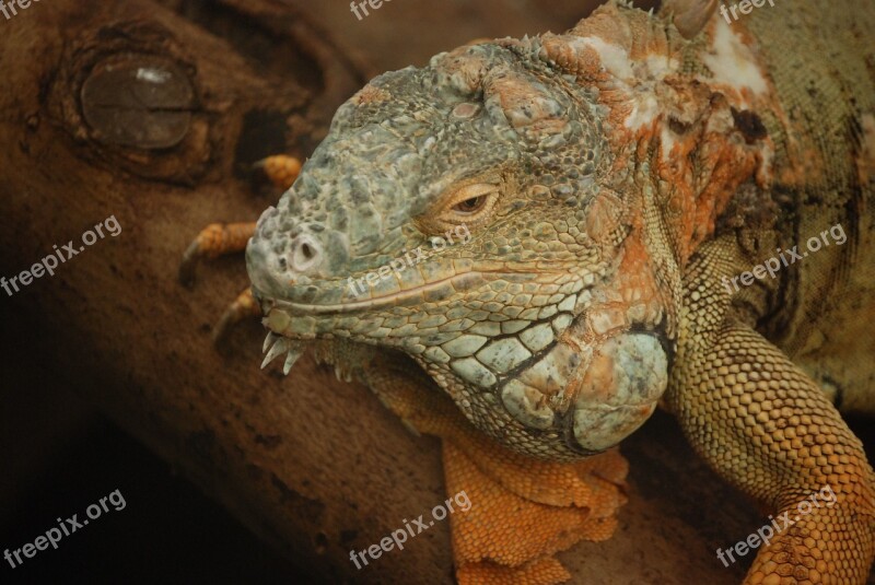 Iguana Lizard Scaly Herbivorous Saurian