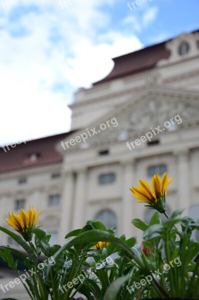 Opera Graz Flower Yellow Blossom