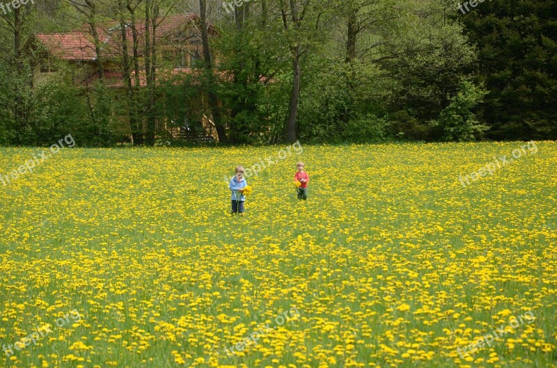 Children Meadow Dandelion Flower Flowers