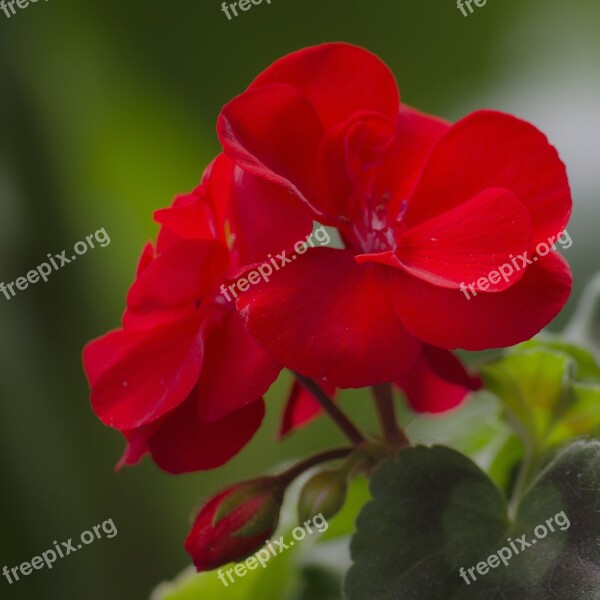 Flower Red Geranium Pelargonium Zonale Nature