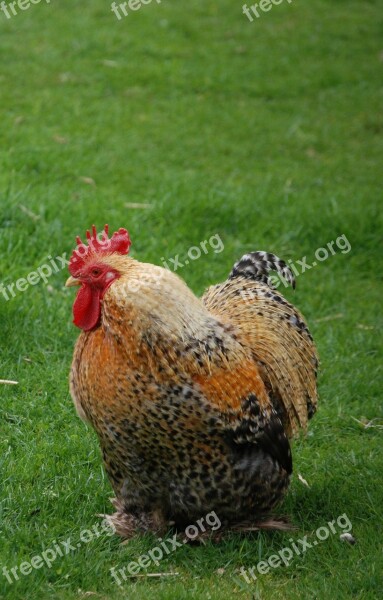 Chicken Bird Cockerel Feathers Fowl