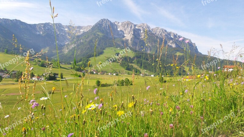 Mountain Meadow Spring Meadow Flowers Alpine