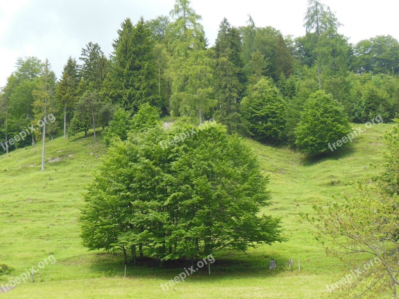 Trees Mountain Meadow Spring Mountains Spring In The Mountains